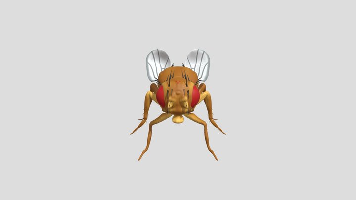 Curly Wing Female Drosophila Melanogaster 3D Model