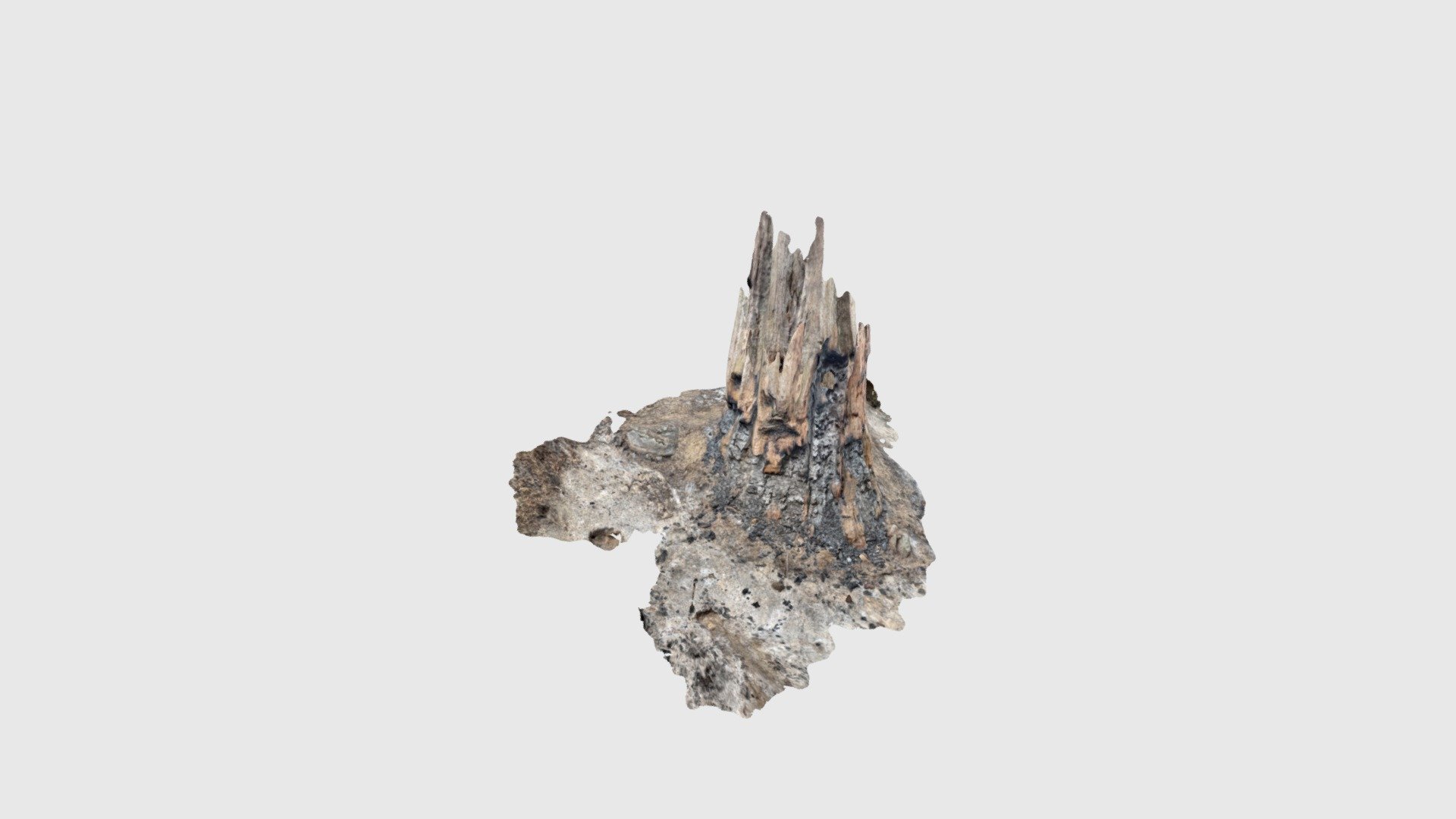 Giant sequoia postfire