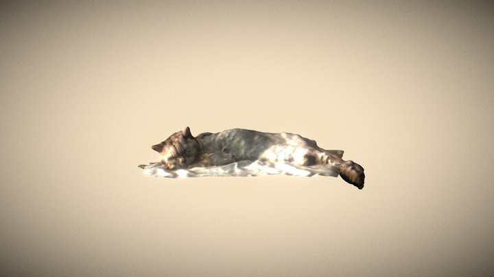 memorial scan of my cat 3D Model