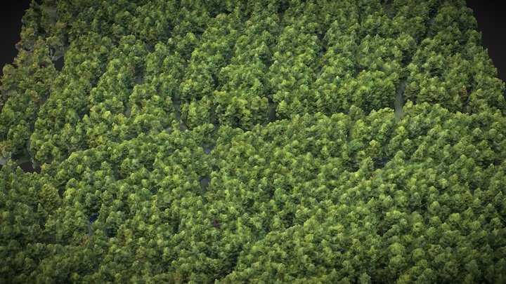 Forest – Kostenloses 3D-Modell STL
