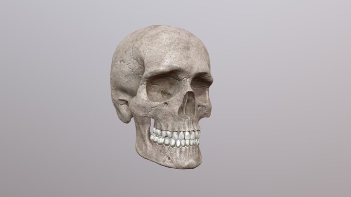 Realistic skull 3D Model