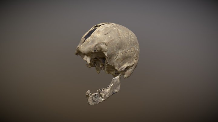 Sedgeford Skull S1016 Assembly 3D Model
