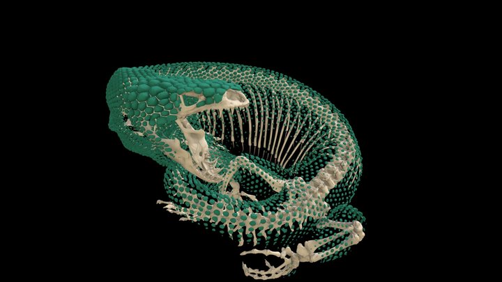 Heloderma horridum UF-H-153328 3D Model
