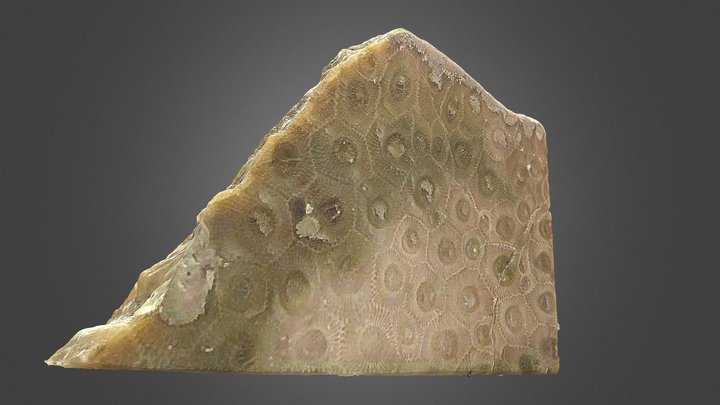 Petoskey Stone – Free 3D Model STL