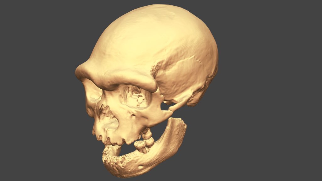 Harbin Cranium With Xiahe Mandible