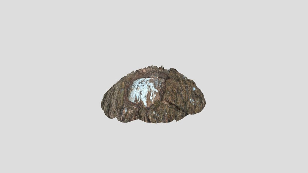 Cinnamomum Camphora Burl