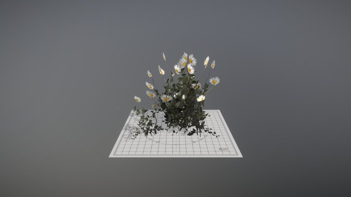 Daisy 3D Model