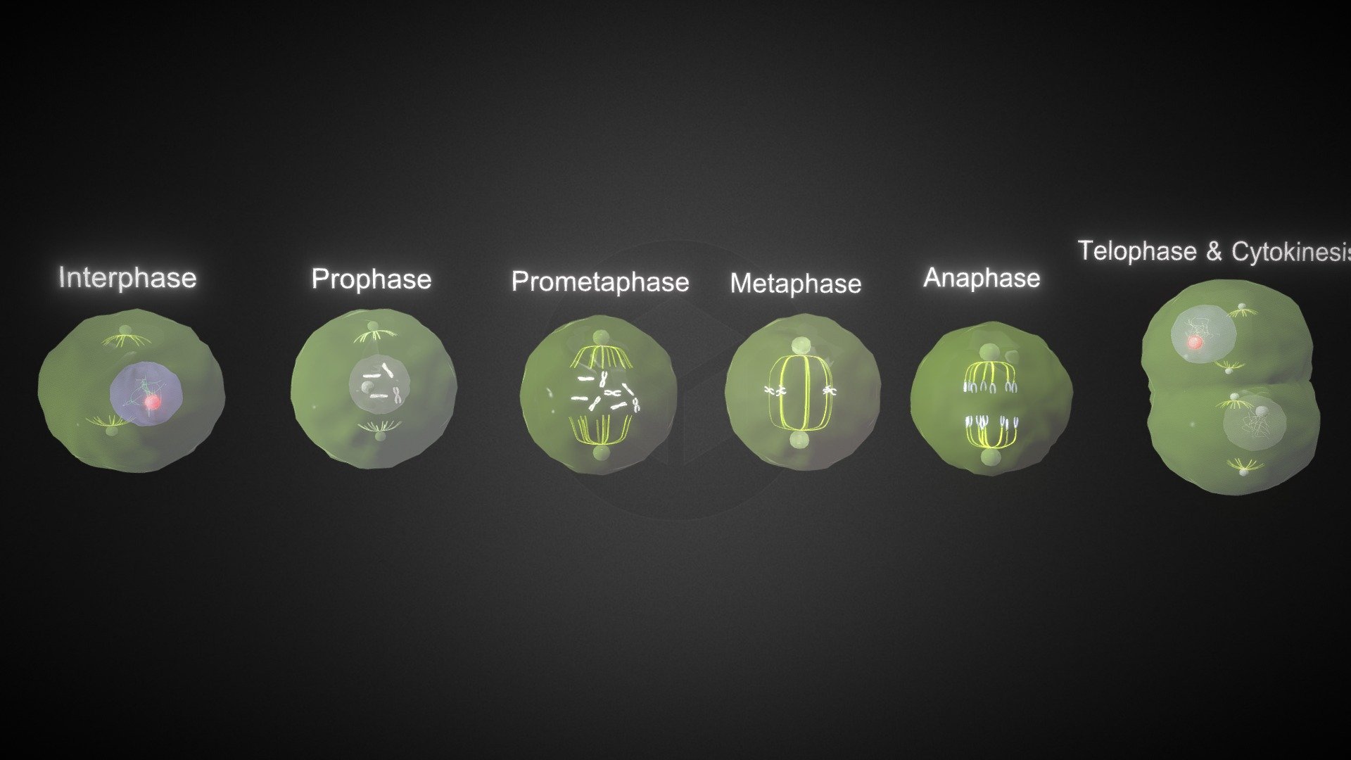 Mitosis Animation 3D Interactive Mitosis EILBI
