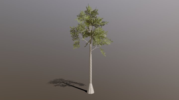 beech low poly