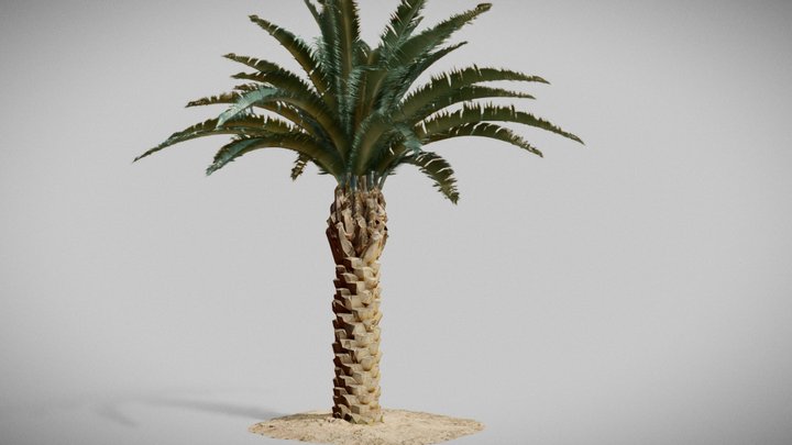 Palm Tree 03 3D Model