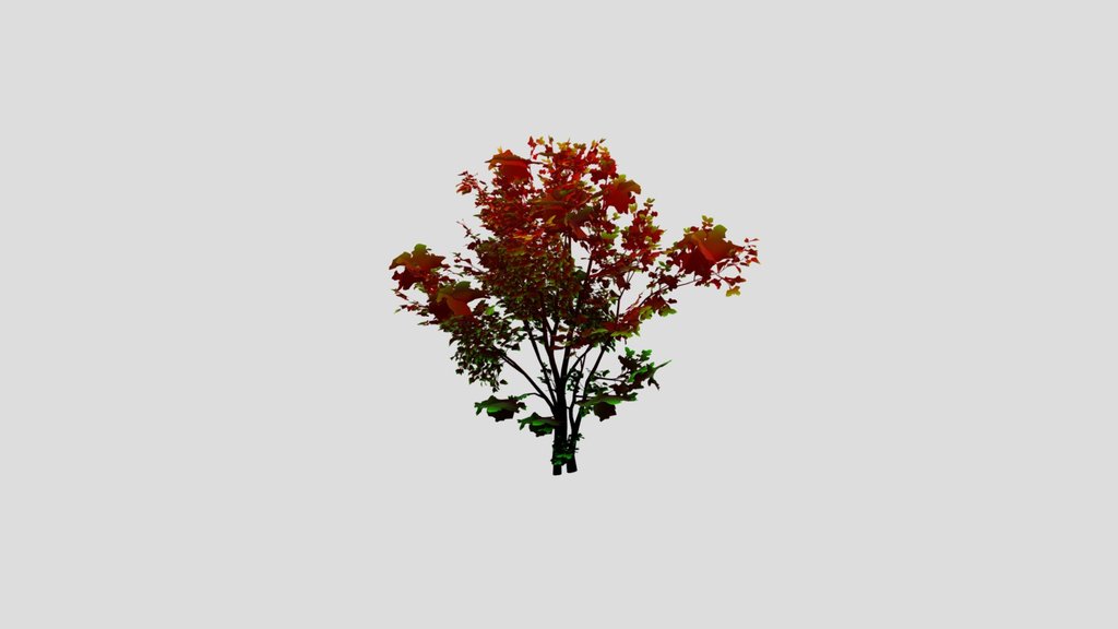 Hornbeam Young