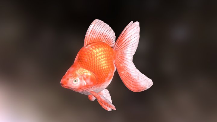 Ryukin goldfish 3D Model