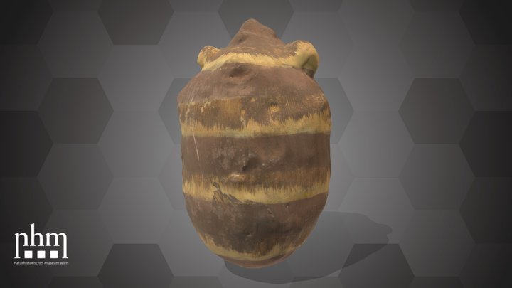 Bulb of an Araceae (NHMW-AFW-DING-0046-126) – Modèle 3D gratuit STL
