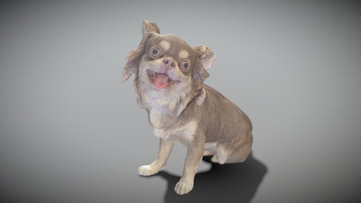 Chihuahua dog 20 3D Model