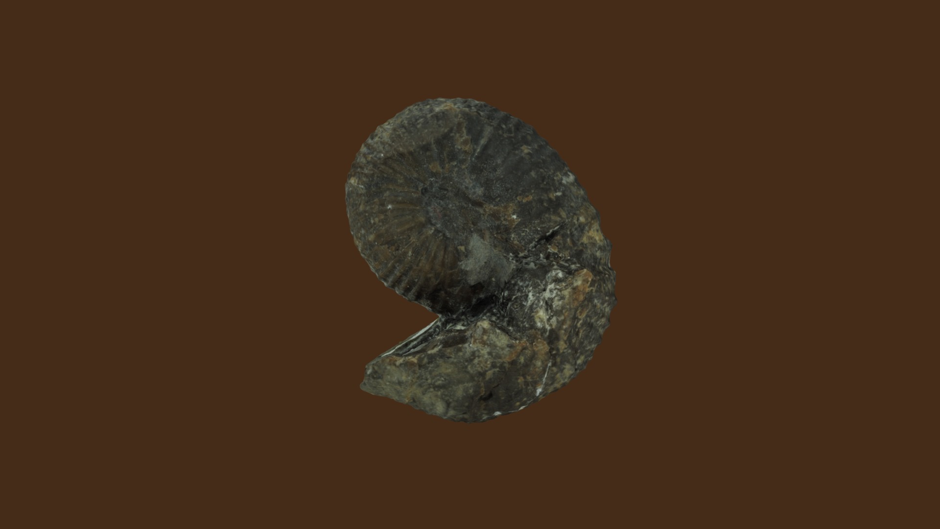 3D model Scaphites tetonensis 13319 - This is a 3D model of the Scaphites tetonensis 13319. The 3D model is about a rock with a dark background.