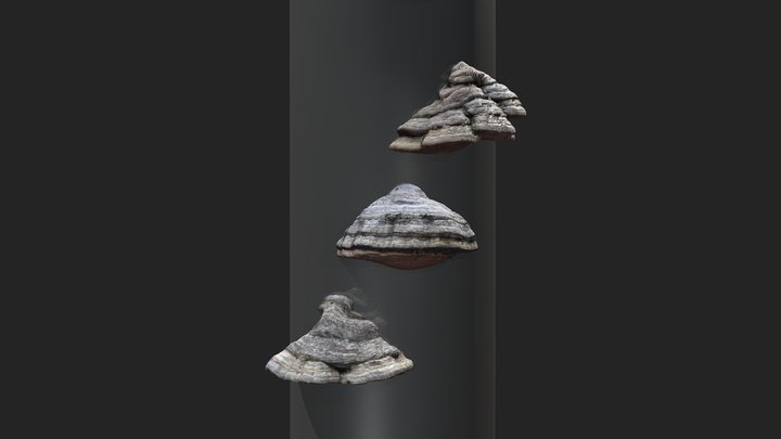 Polypore Fungus 3D Model