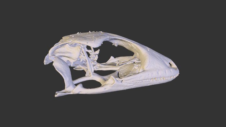 UMZC R.18325 Hemidactylus frenatus skull 3D Model