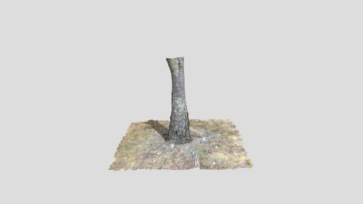 Tree Bark Scan
