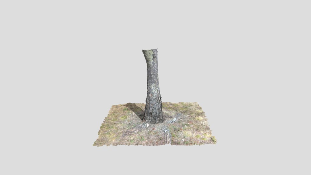 Tree Bark Scan