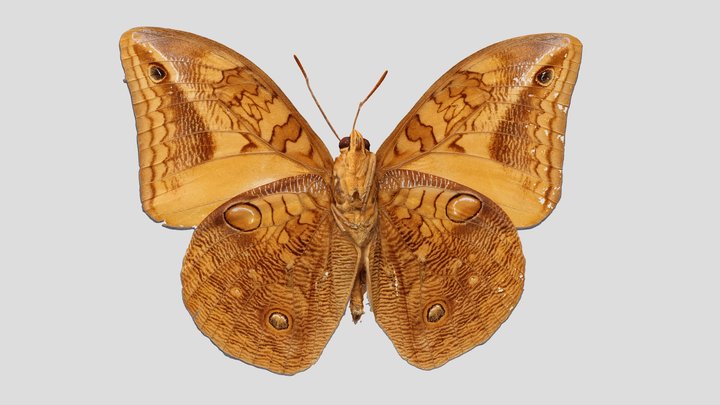 YPMENT.417302 Butterfly, Opsiphanes boisduvalii