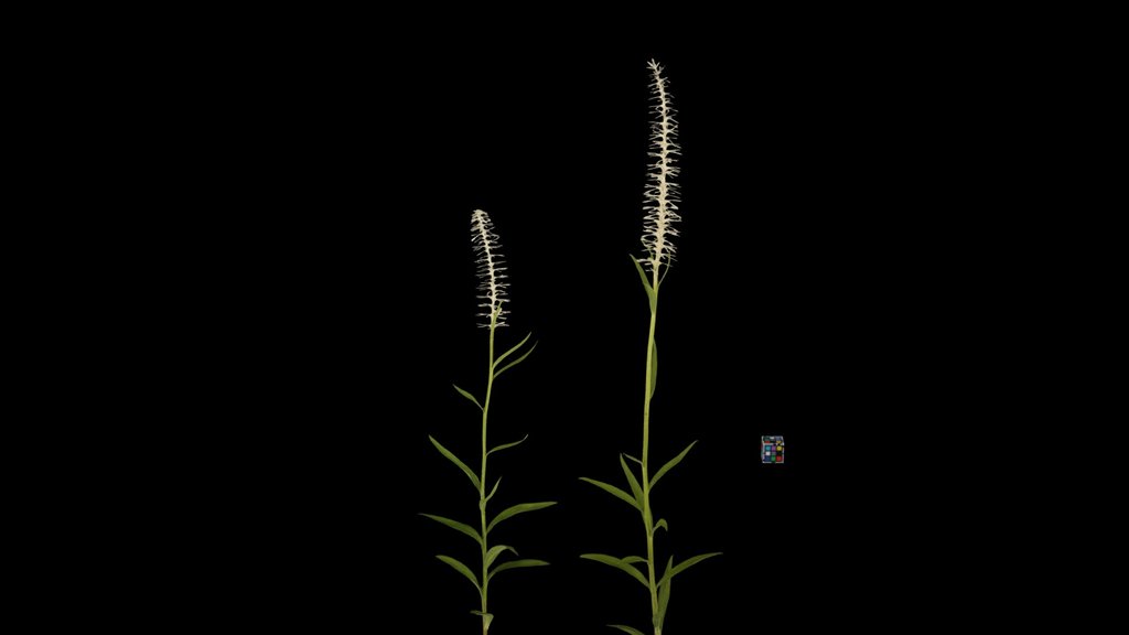 CC0 シライトソウ Japanese Snow Flower, C. japonica