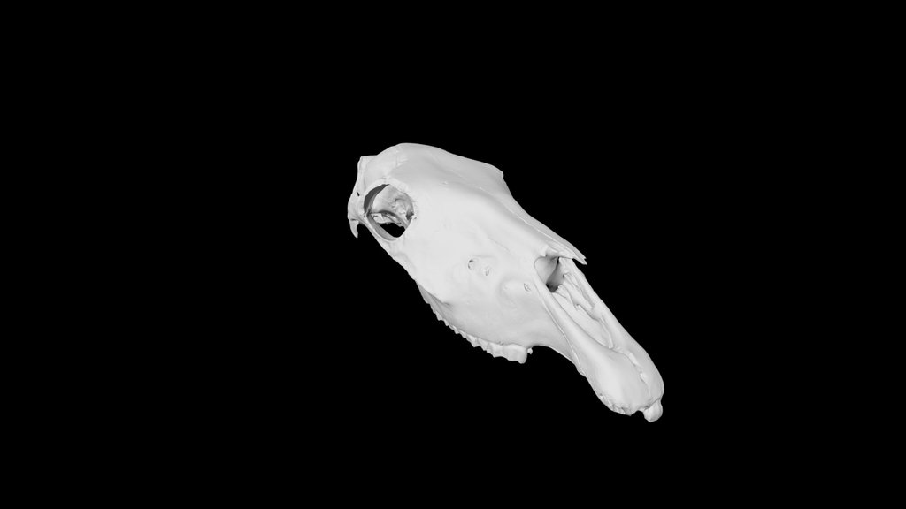 Horse Skull