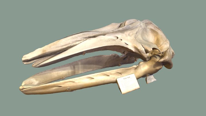 Gray Whale Skull 3D Model