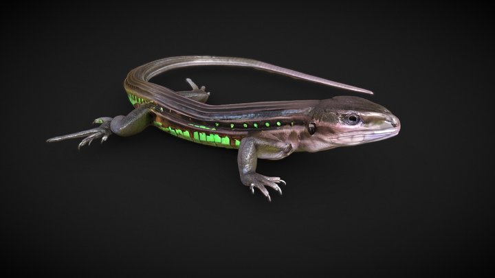 Calanguinho listrado da serra 3D Model