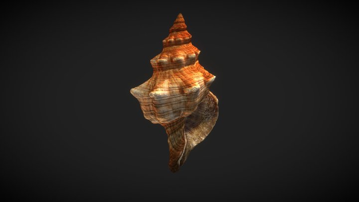 Sea Shell Photogrammetry 3D Model