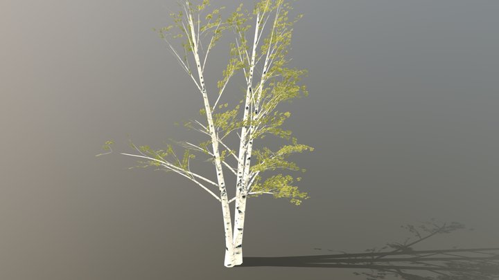 White Birch - Detailed 3D Model