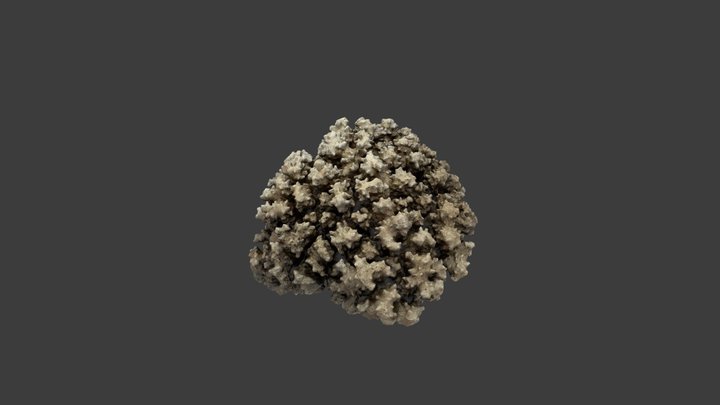 Pocillopora damicornis – Modello 3D gratuito STL