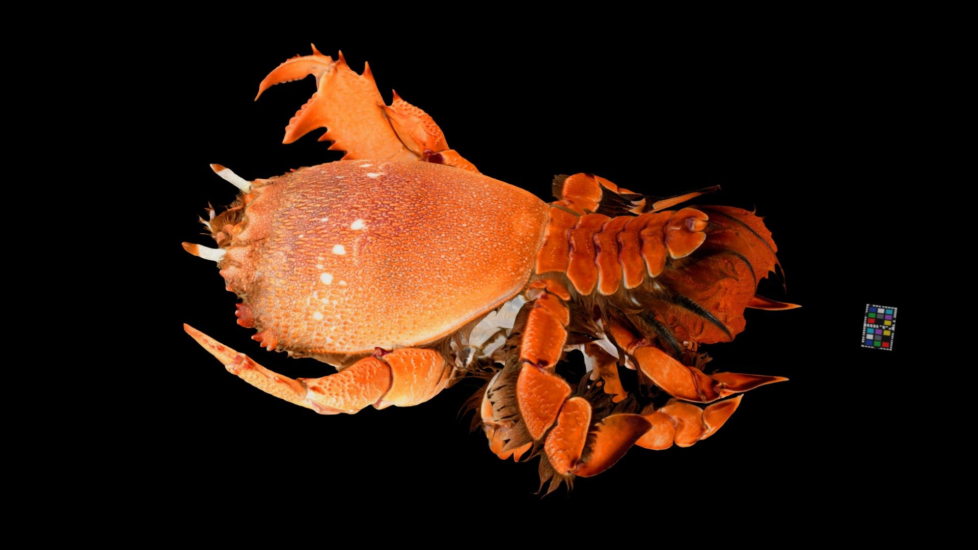 CC0 アサヒガニ 🦞 ♀ Red Frog Crab, Ranina ranina - Download Free