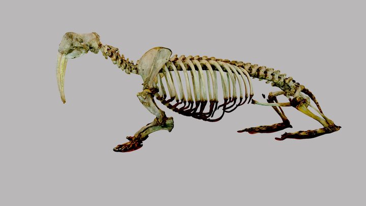 Walrus complete skeleton (male) 3D Model