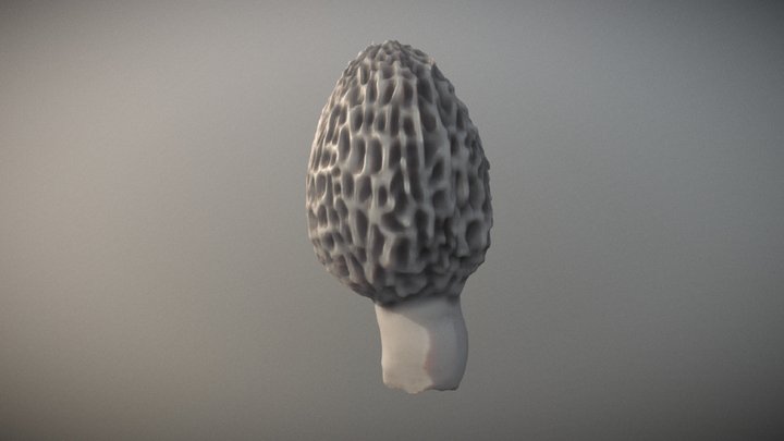 Morel mushroom 3D Model