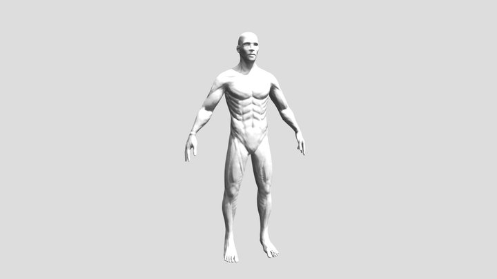 Modelo Anatomico 3D Model