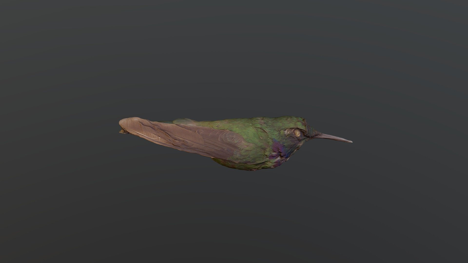 Geoffroy's Daggerbill - Schistes albogularis