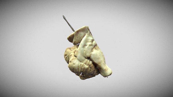 Cerebelo 3D Model