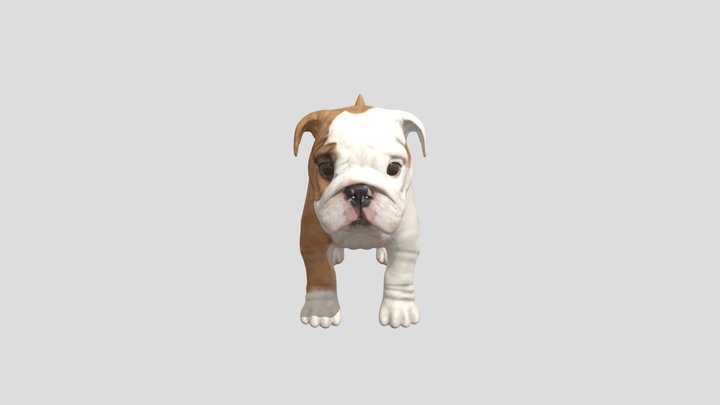 Bulldog_puppy 3D Model