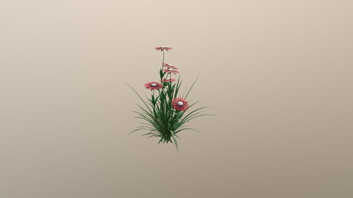 Aster red 3D Model