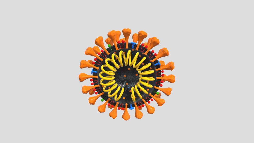 Coronavirus V2 Cross Section
