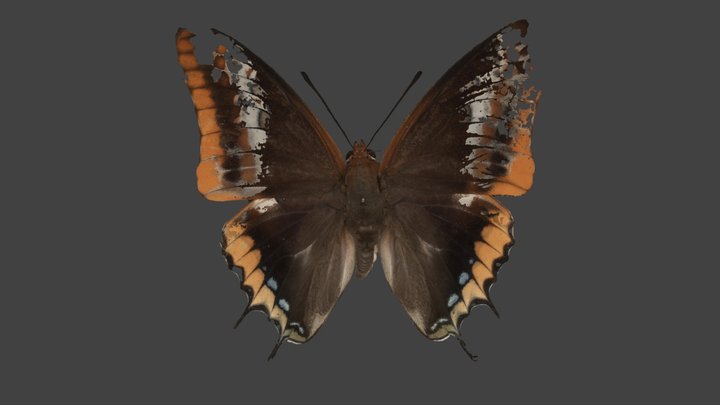 Charaxes Jasius – Modello 3D gratuito STL