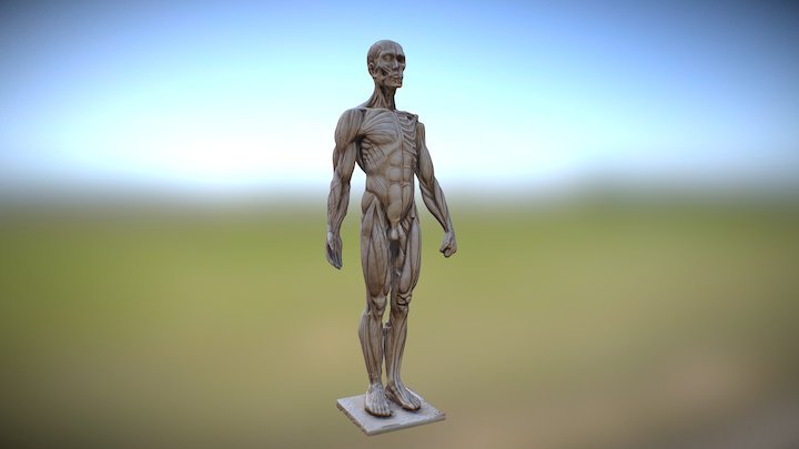 人体解剖 3D Model