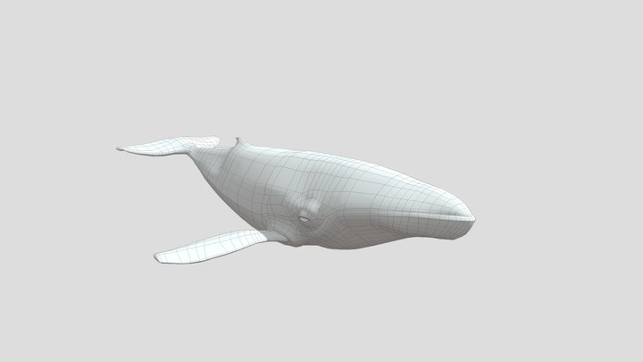 Retopo'd Whale 3D Model