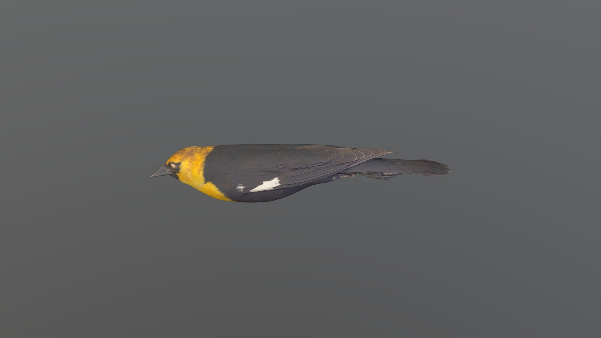 Yellow-headed Blackbird - X. xanthocephalus