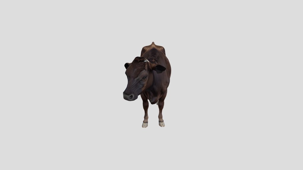 Brown Cow in a Farmyard