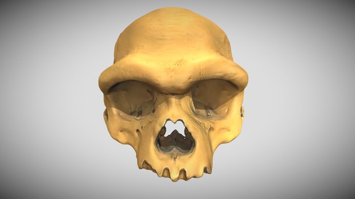 Harbin Cranium Gaussian Splatting Reconstruction 3D Model