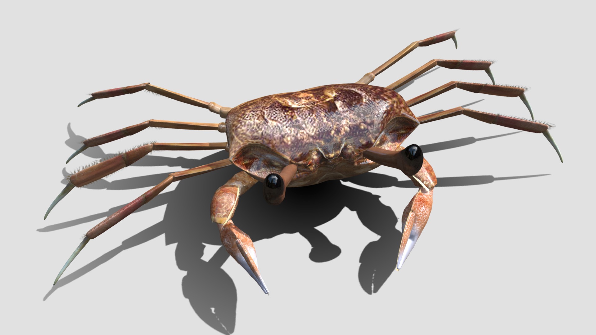 3D model Ocypode Stimpsoni Ghost Crab - This is a 3D model of the Ocypode Stimpsoni Ghost Crab. The 3D model is about a close-up of a bug.