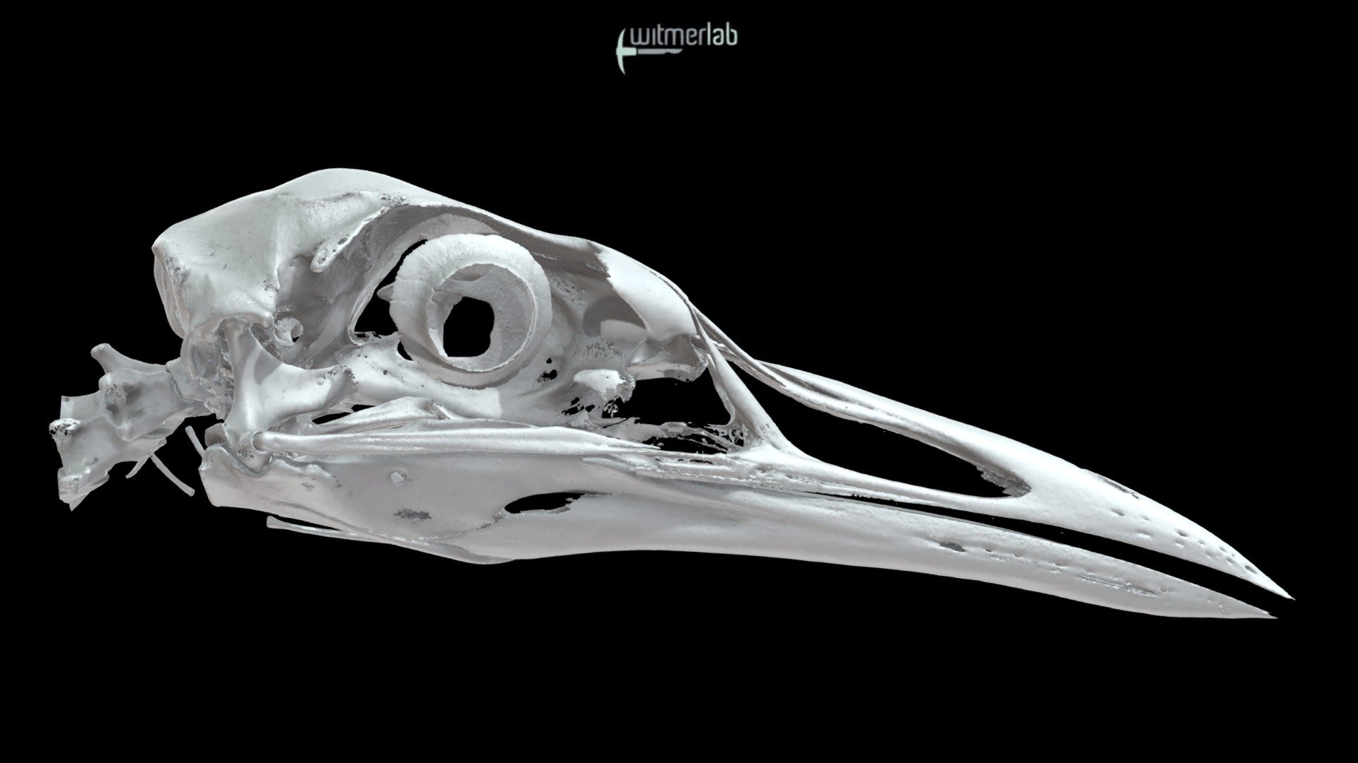 Caspian tern skull (Hydroprogne caspia)