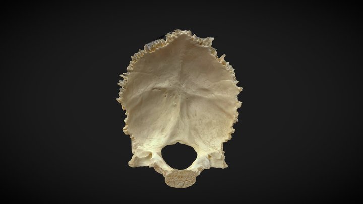 Occipital Bone 3D Model