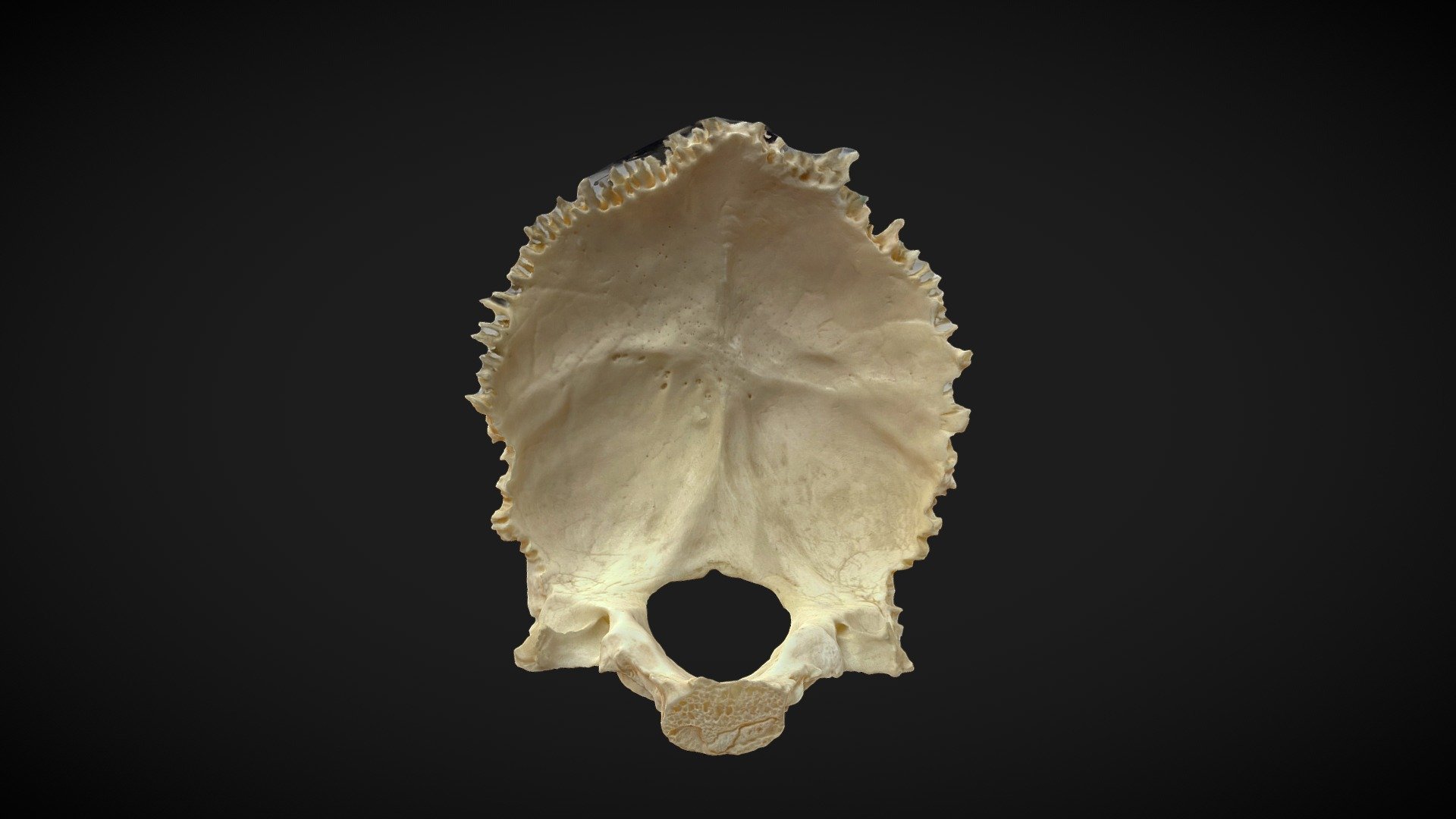 Occipital Bone 3d Model By 3d Atlas Of Neurological Surgery Tspiriev Dff9e44 Sketchfab 6363